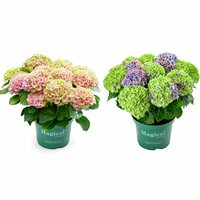 Hortensia Magical 23cm kruka