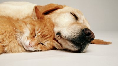 Kissa ja koira nukkuvat vierekkäin