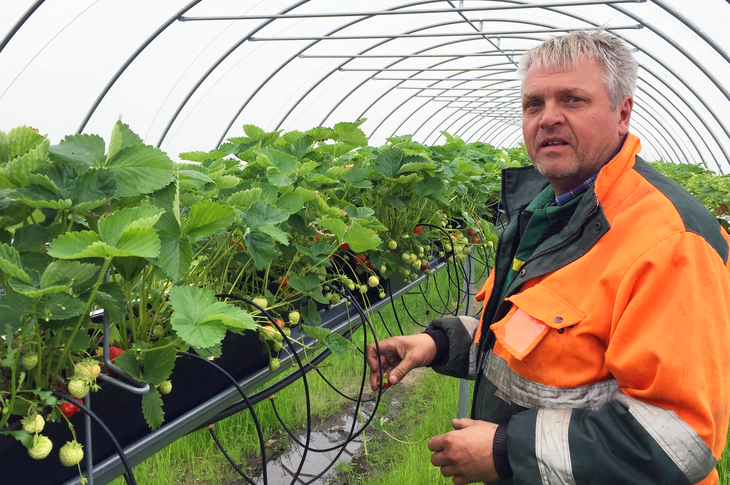 Olav Røysland har investert fire millionar kroner for å kunna dyrka økologiske bær.