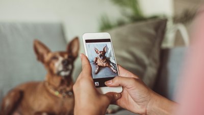 mobilkamera fotograferar hund