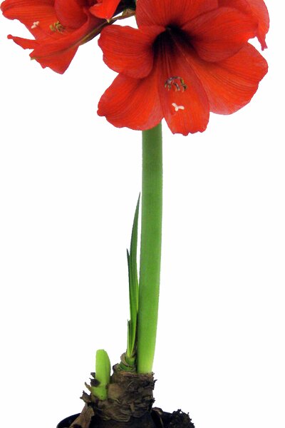 Amaryllis, lökomkrets 26–28cm