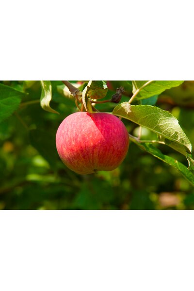 Äpple 'Agnes' E-planta