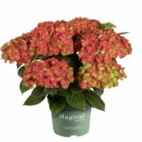 Hortensia Magical 23cm kruka
