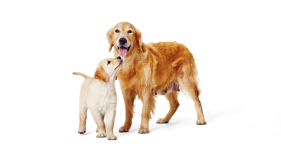 Hund och hundvalp