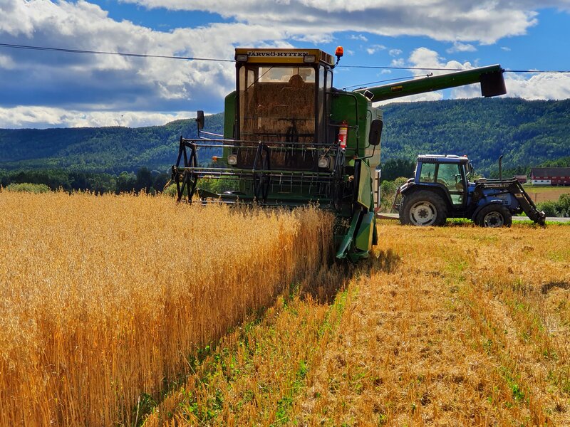 Økologisk korn regenerativt landbruk Foto: Hellek Berge