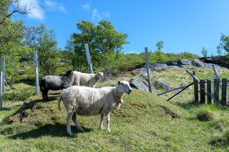 Sauer på beite i Goarahat og Sandvikhalvøya utvalgt kulturlandskap