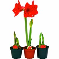 Amaryllis Jumbo, lökomkrets 30–32cm