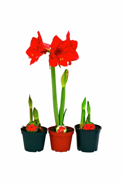 Amaryllis Jumbo, lökomkrets 30–32cm